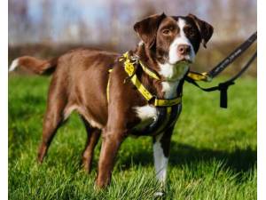 Bouncer - Male Spaniel Cross Photo