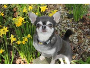 Enrique - Male Chihuahua: Short Hr Photo