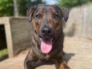 Holly - Female Mastiff: Old English Photo