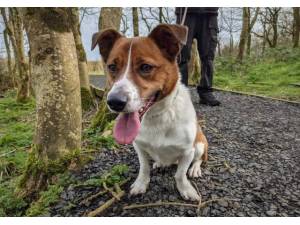Pippa - Female A Crossbreed Photo