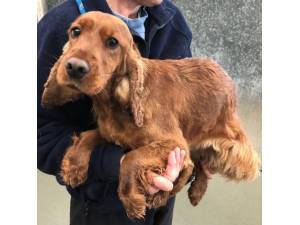 Coral - Female Cocker Spaniel Photo