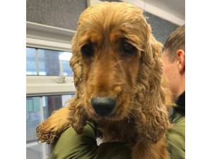Kental - Female Cocker Spaniel Photo