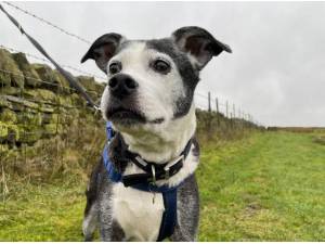 Rescue Dogs In Halifax Petlist