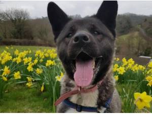 GUCCI - Japanese Akita Photo