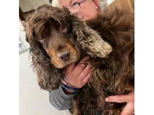 Locket - Female Cocker Spaniel Photo