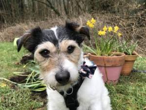 Rescue Dogs In Winkleigh Petlist