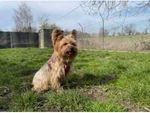 ZILLIE - Yorkshire Terrier Photo