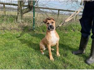 STELLA - Crossbreed/Unknown Photo