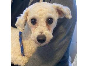 Nija - Female Bichon Frise Photo