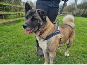 ROXY - American Akita Photo