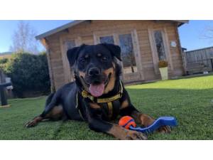 Indy - Female A Crossbreed Photo