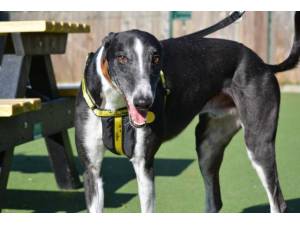 Marco - Male Greyhound Photo