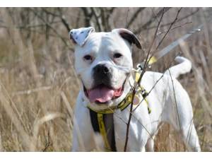Mary - Female American Bulldog Photo
