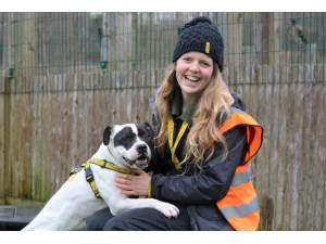 Rocky - Male Staffordshire Bull Terrier (SBT) Photo