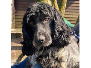Quaver - Female Cocker Spaniel Photo