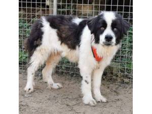 Halo - Female Newfoundland Cross Photo