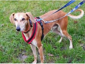 LENNY - Lurcher
crossbreed Photo