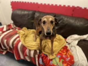 Banjo - male Lurcher Photo