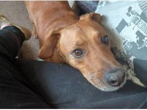 Rescue Dogs In Halifax Petlist