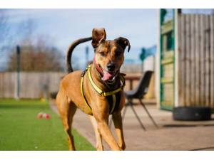 Dobby - Male A Crossbreed Photo