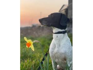 Harry - Male A Crossbreed Photo
