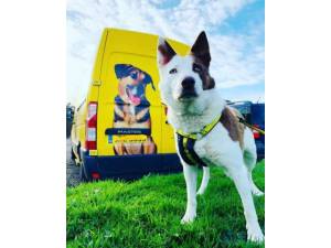 Rescue Dogs In Alston Petlist