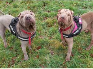DYLAN AND DARCEY - Shar-Pei Photo