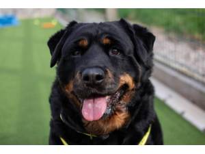 Daisy - Female Rottweiler Photo