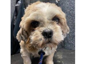 Suzie - Female Shih Tzu Photo
