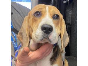 Hannah - Female Beagle Photo