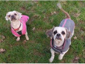 CASSIE AND TINKERBELL - Shih Tzu Photo