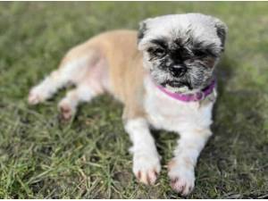 CRUMPET - Shih Tzu
crossbreed Photo
