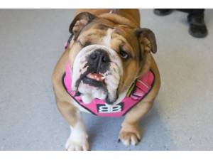 Blue Bell - Female Bulldog: English Photo