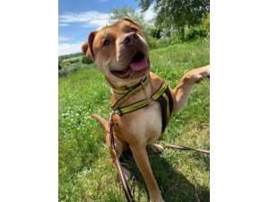 Creme Egg - Male American Bulldog Photo
