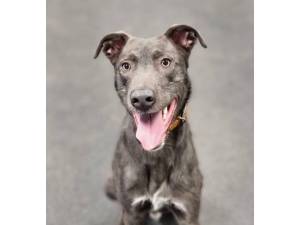 Mason - Male Irish Wolfhound Photo