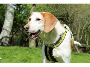 Rambler - Male Foxhound Photo