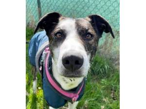 Ronnie - Male Lurcher Photo
