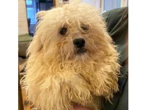 Moony - Female Shih Tzu Cross Bichon Frise Photo