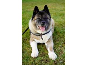 Teddy - Male Akita Photo