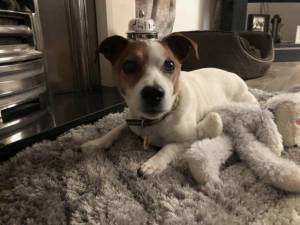 Alfie - Male Jack Russell Terrier (JRT) Photo