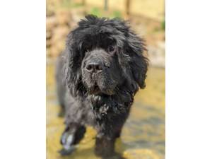 Chas - Male Newfoundland Photo