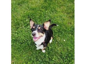 Freddie - Male Terrier Cross Photo
