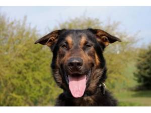 Kooper - Male Belgian Shepherd Dog: Malinois (BSD) Photo