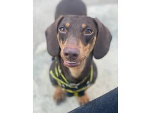 Rosemary - Female Dachshund: Std Smooth Hr Photo