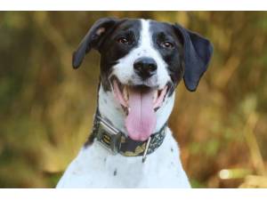Stanley - Male Pointer: English Photo