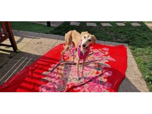 Maya - female Lurcher Photo