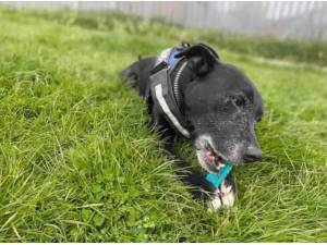 SOLLY - Staffordshire Bull Terrier Photo