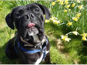 ARIA - Cane Corso Photo