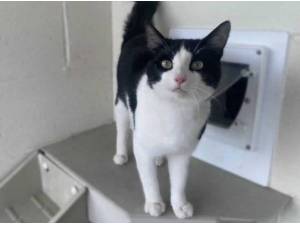 HERBIE - Domestic Shorthair
crossbreed Photo