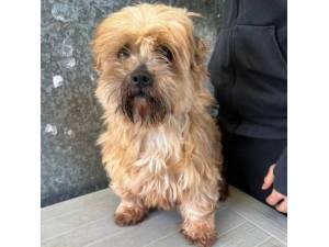 Sally - Female Shih Tzu Cross West Highland Terrier Photo